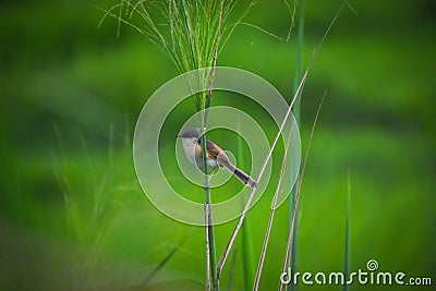 Ashy prinia bird small birds photography Stock Photo