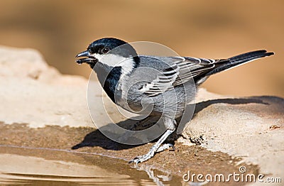 Ashy Tit Stock Photo