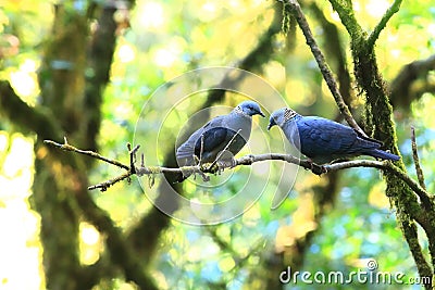 Ashy Wood Pigeon Stock Photo