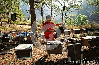 Asia beekeeping, Vietnamese beekeeper, beehive Editorial Stock Photo