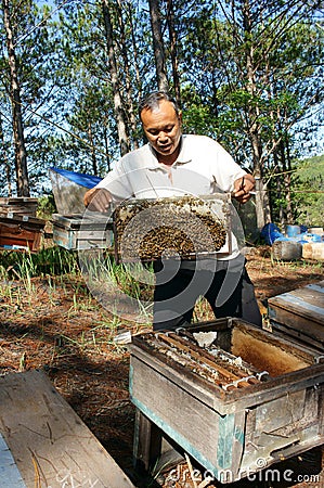 Asia beekeeping, Vietnamese beekeeper, beehive Editorial Stock Photo