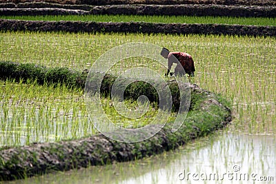 ASIA EAST TIMOR TIMOR LESTE LOIHUNO RICEFIELD Editorial Stock Photo