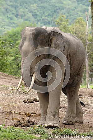 Asia elephant Stock Photo