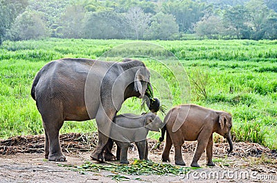 Asia elephant Stock Photo