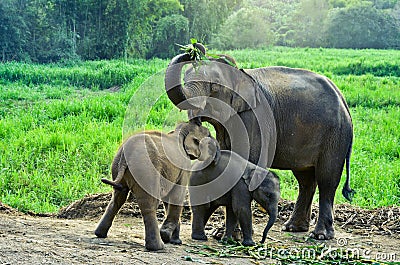 Asia elephant Stock Photo