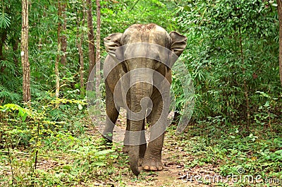 Asia elephant Stock Photo