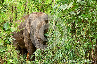 Asia elephant Stock Photo