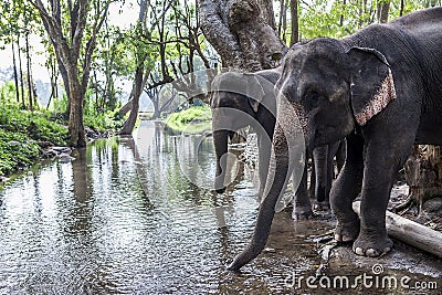 Asia elephant Stock Photo