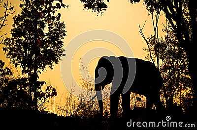 Asia elephant in the forest Stock Photo