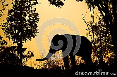 Asia elephant in the forest Stock Photo