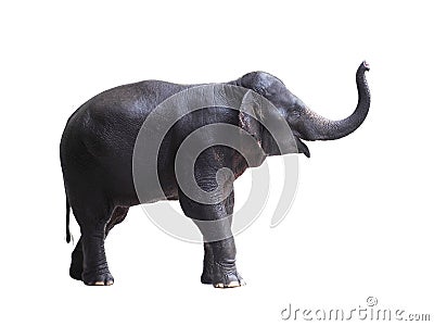 Asia elephant isolated on white Stock Photo