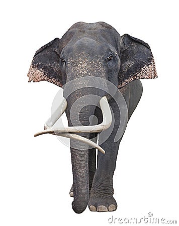 Asia elephant Stock Photo