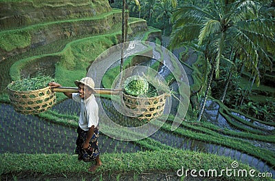 ASIA INDONESIA BALI RICE TERRACE UBUD TEGALLALANG Editorial Stock Photo