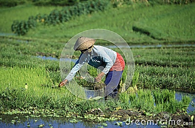 ASIA INDONESIA BALI RICE TERRACE UBUD TEGALLALANG Editorial Stock Photo