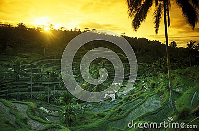 ASIA INDONESIA BALI RICE TERRACE UBUD TEGALLALANG Stock Photo