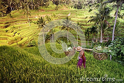 ASIA INDONESIA BALI RICE TERRACE UBUD TEGALLALANG Editorial Stock Photo