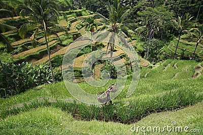 ASIA INDONESIA BALI RICE TERRACE UBUD TEGALLALANG Editorial Stock Photo