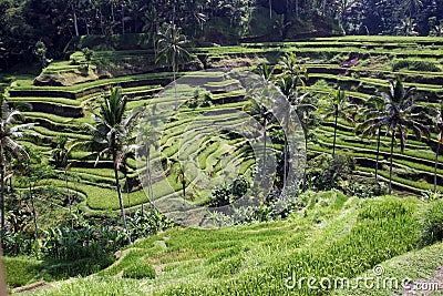 ASIA INDONESIA BALI RICE TERRACE UBUD TEGALLALANG Stock Photo