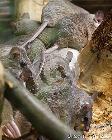 Asia Minor spiny mice Stock Photo