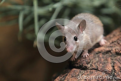 Asia minor spiny mouse Stock Photo