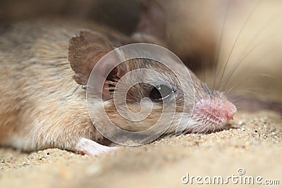 Asia Minor spiny mouse Stock Photo