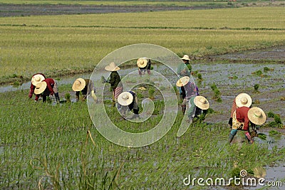 ASIA MYANMAR NYAUNGSHWE RICE FIELD Editorial Stock Photo