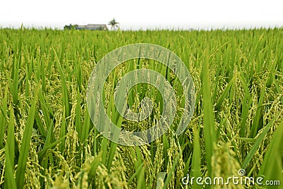 Asia Paddy Field Series 4 Stock Photo