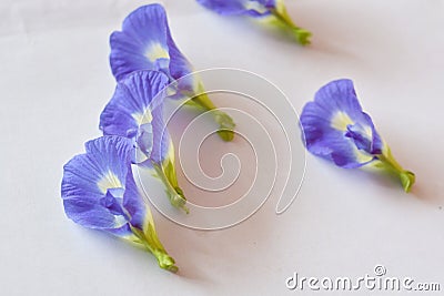 The asia pigeonwings flowers Stock Photo