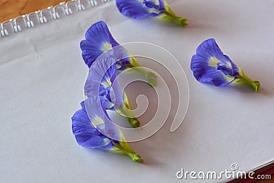 The asia pigeonwings flowers Stock Photo