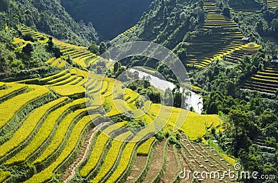 Asia rice field by harvesting season in Mu Cang Chai district, Yen Bai, Vietnam. Terraced paddy fields are used widely in rice, wh Stock Photo