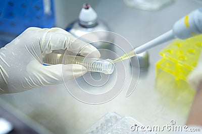 Asia scientist wears a glove and mask used a micropipette and transfer sample into a tube in the biosafety hood. People in the Stock Photo