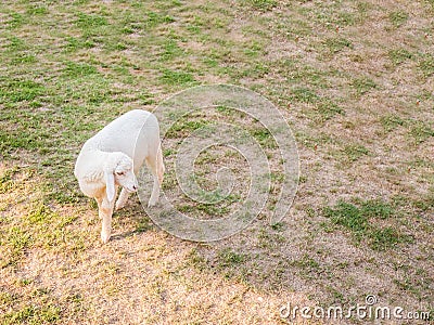 An Asia sheep walk around farm on dry lawn Stock Photo