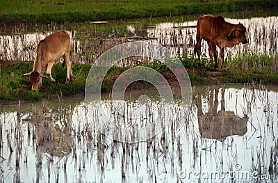 ASIA THAILAND ISAN AMNAT CHAROEN Stock Photo