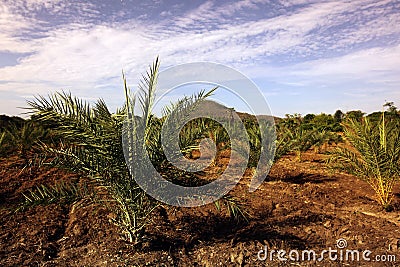 ASIA THAILAND SUKHOTHAI AGRACULTURE PALMOIL Editorial Stock Photo