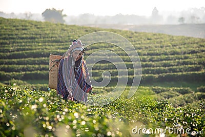 Asia worker farmer women were picking tea leaves for traditions in the sunrise morning at tea plantation nature Stock Photo