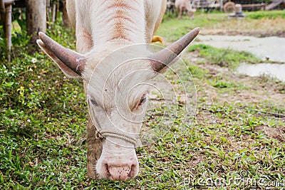 Asian albino buffalo. Stock Photo