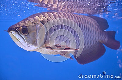 Asian arowana Stock Photo