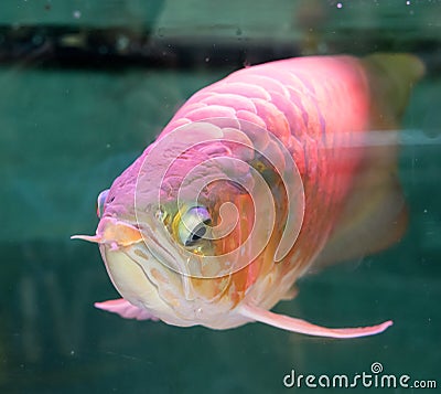 Asian arowana dragon fish Stock Photo