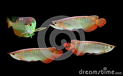 Asian Arowana fish on black background Stock Photo