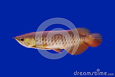 Asian Arowana fish,dragon fish Stock Photo