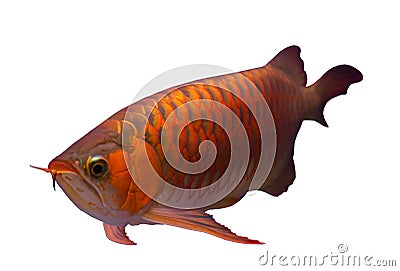 Asian Arowana fish isolated in white background Stock Photo