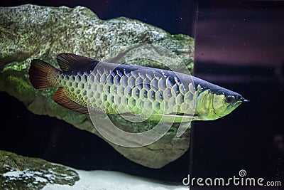 Asian arowana Scleropages formosus. Stock Photo