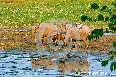 The Asian or Asiatic elephant, Elephas maximus Stock Photo