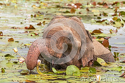 Asian or Asiatic elephant Elephas maximus eating water lily in Yala National Park, Sri Lanka Stock Photo