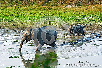 The Asian or Asiatic elephant, Elephas maximus Stock Photo