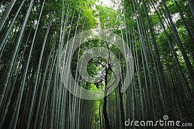 Asian Bamboo Forest Stock Photo