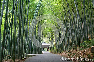 Asian bamboo garden Stock Photo