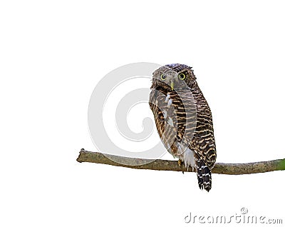 Asian barred owlet or Glaucidium cuculoides. Stock Photo
