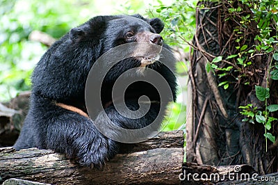 Asian black bear. Stock Photo