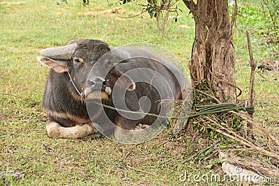 Asian Black Water Buffalo at the grass field Stock Photo